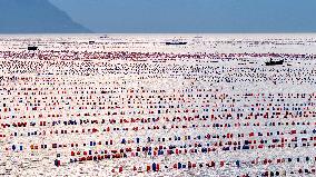 Farmers Harvest Oysters in Qingdao