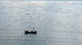 Farmers Harvest Oysters in Qingdao