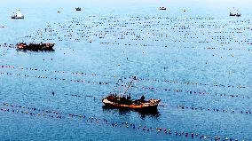 Farmers Harvest Oysters in Qingdao