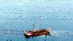 Farmers Harvest Oysters in Qingdao