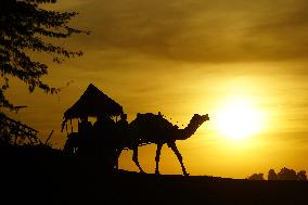 Tourists Enjoy a Camel Safari - India