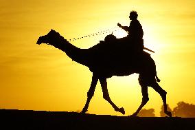 Tourists Enjoy a Camel Safari - India