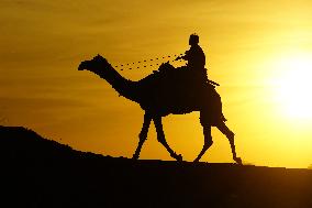 Tourists Enjoy a Camel Safari - India