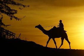 Tourists Enjoy a Camel Safari - India