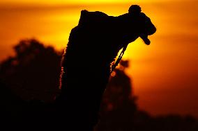 Tourists Enjoy a Camel Safari - India