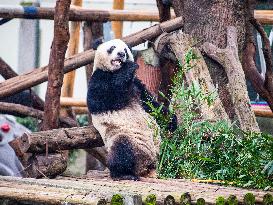 Giant Panda Exhibit Renovation - Chongqing