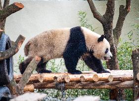 Giant Panda Exhibit Renovation - Chongqing