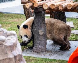 Giant Panda Exhibit Renovation - Chongqing