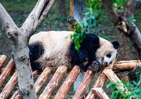 Giant Panda Exhibit Renovation - Chongqing