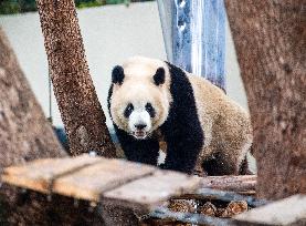 Giant Panda Exhibit Renovation - Chongqing