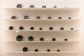 Medal Cabinet Reopens After Six-Year Hiatus - Rome