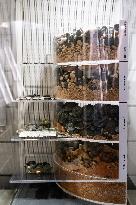 Medal Cabinet Reopens After Six-Year Hiatus - Rome