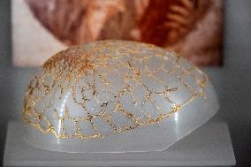 Medal Cabinet Reopens After Six-Year Hiatus - Rome