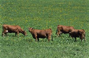 Illustration - Beaufortain - Beaufort Region - France