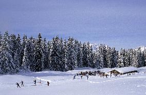 Illustration - Beaufortain - Beaufort Region - France