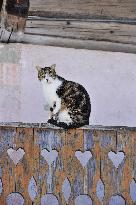 Illustration - Beaufortain - Beaufort Region - France