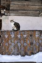 Illustration - Beaufortain - Beaufort Region - France