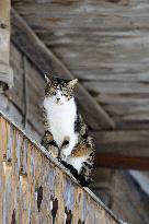 Illustration - Beaufortain - Beaufort Region - France