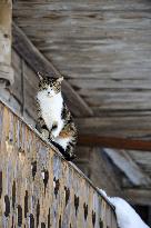 Illustration - Beaufortain - Beaufort Region - France