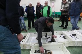 Last Seafood Auction Before Christmas Eve In Burela - Spain