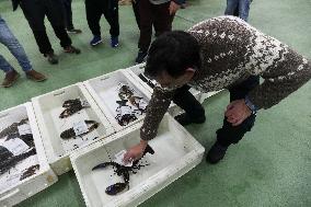Last Seafood Auction Before Christmas Eve In Burela - Spain
