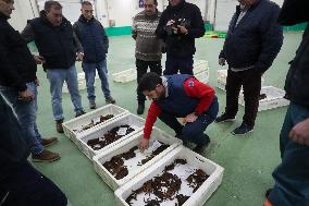 Last Seafood Auction Before Christmas Eve In Burela - Spain