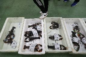 Last Seafood Auction Before Christmas Eve In Burela - Spain