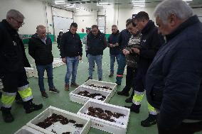 Last Seafood Auction Before Christmas Eve In Burela - Spain