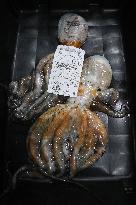 Last Seafood Auction Before Christmas Eve In Burela - Spain