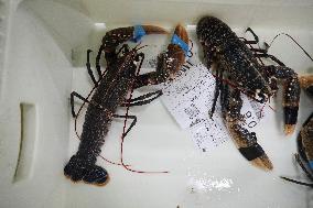 Last Seafood Auction Before Christmas Eve In Burela - Spain