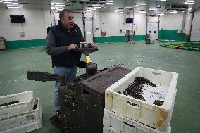 Last Seafood Auction Before Christmas Eve In Burela - Spain