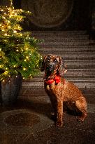 THE ROYAL COUPLE CHRISTMAS