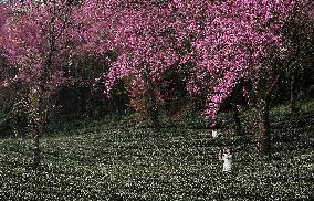 Winter Cherry Blossom in Yunnan - China