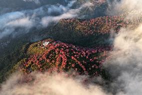 Winter Cherry Blossom in Yunnan - China
