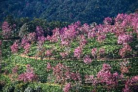 Winter Cherry Blossom in Yunnan - China