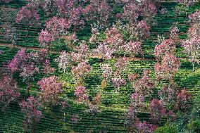Winter Cherry Blossom in Yunnan - China