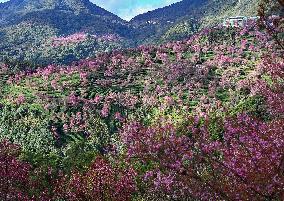 Winter Cherry Blossom in Yunnan - China