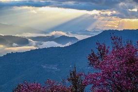 Winter Cherry Blossom in Yunnan - China
