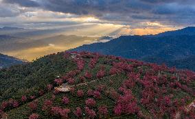 Winter Cherry Blossom in Yunnan - China