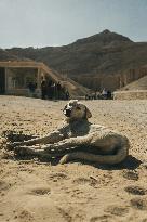 Illustration - Egypt