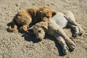 Illustration - Egypt