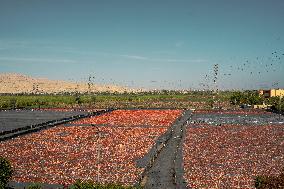Illustration - Egypt