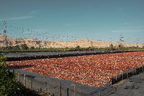 Illustration - Egypt