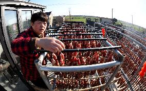 Farmers Sell Cured Meats Via Live Streaming on Short Videos
