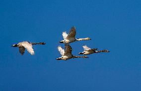 Minjiang River Estuary Nature Reserve - China