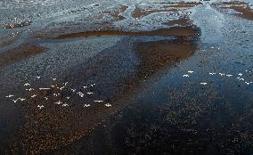 Minjiang River Estuary Nature Reserve - China