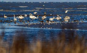 Minjiang River Estuary Nature Reserve - China