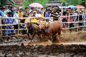 Probolinggo Bull Racing - Indonesia