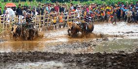 Probolinggo Bull Racing - Indonesia