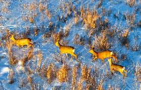 Wild Siberian Roe Deer
